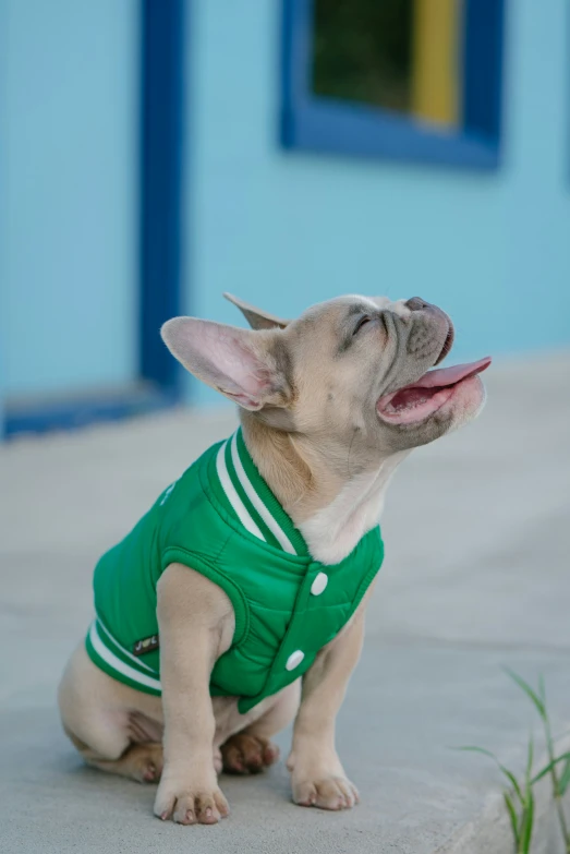 a small dog wearing a green jacket and smiling