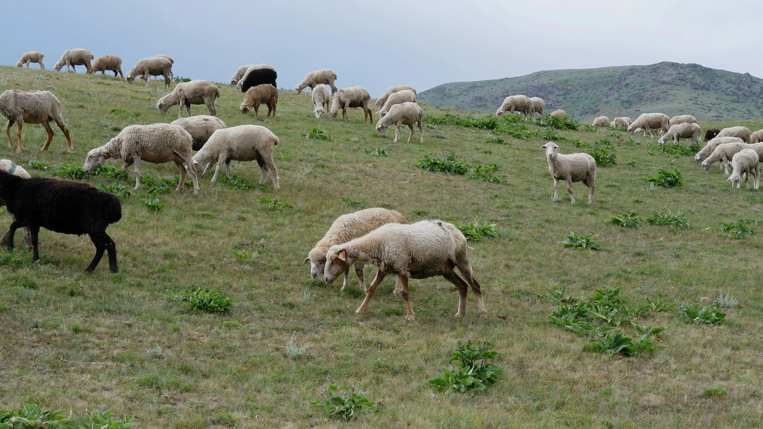 a black and white goat and some sheep grazing on grass