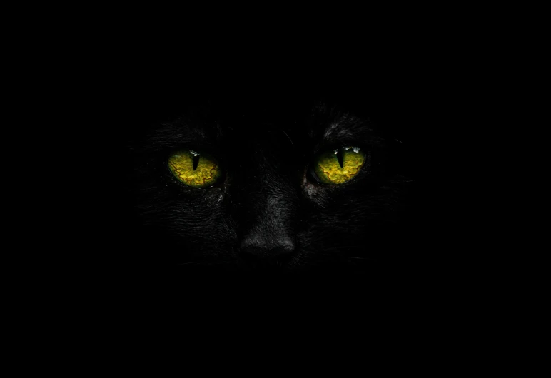 black cat with glowing yellow eyes and yellow eyes