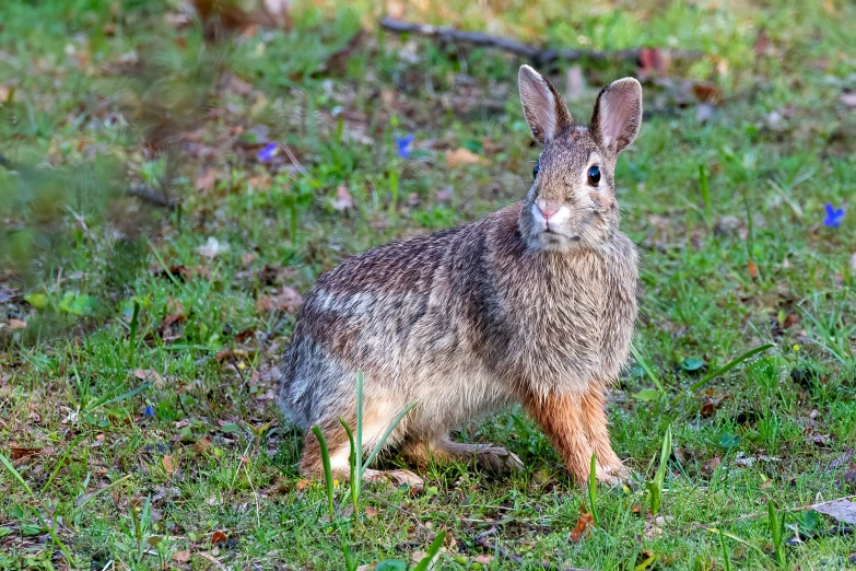 a big bunny is sitting in the grass