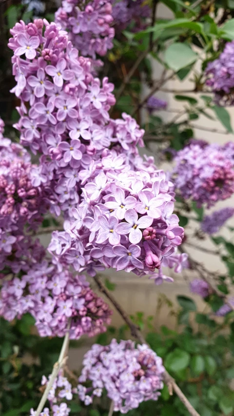 purple lilacs bloom in the garden, one purple flower