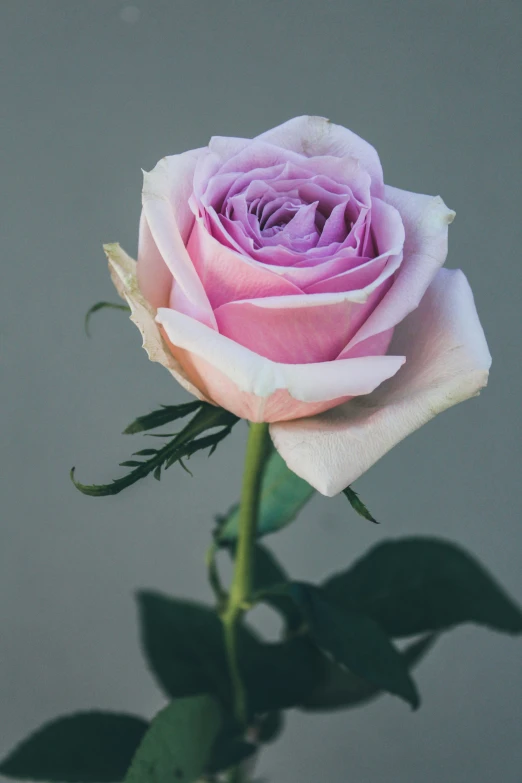 a pink rose with buds in a vase