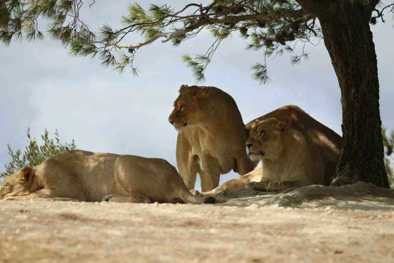 three lions lying on the ground next to a tree