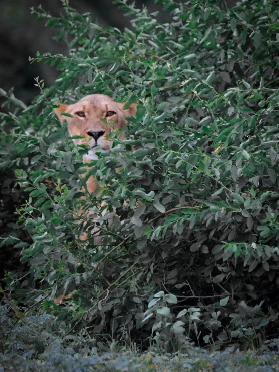 a lion hiding behind green foliage in a forest