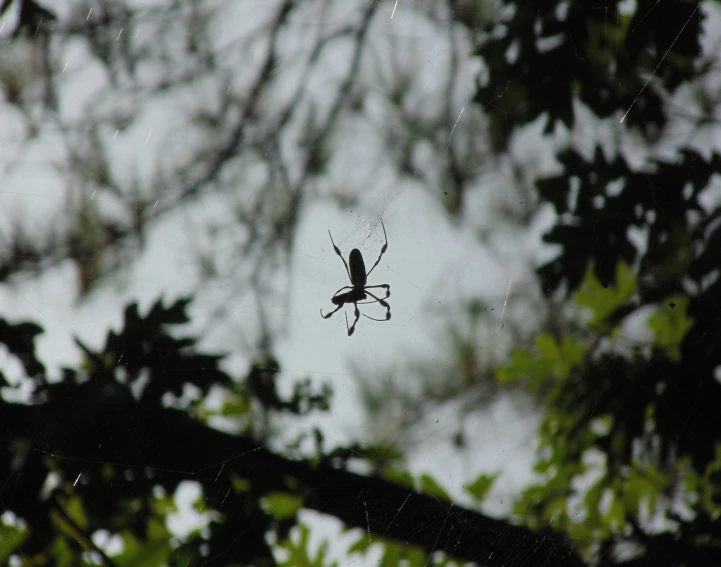 a spider is in the middle of its web