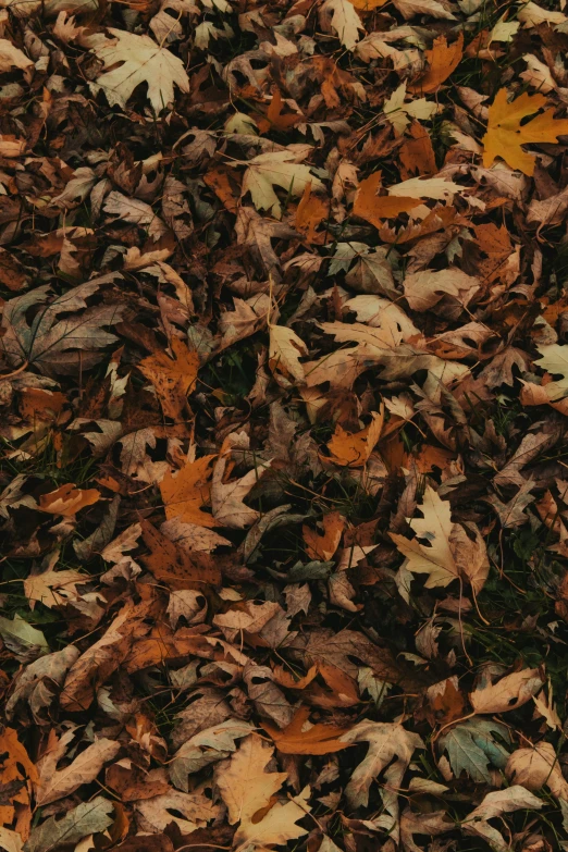 a pile of brown, yellow, and green leaves