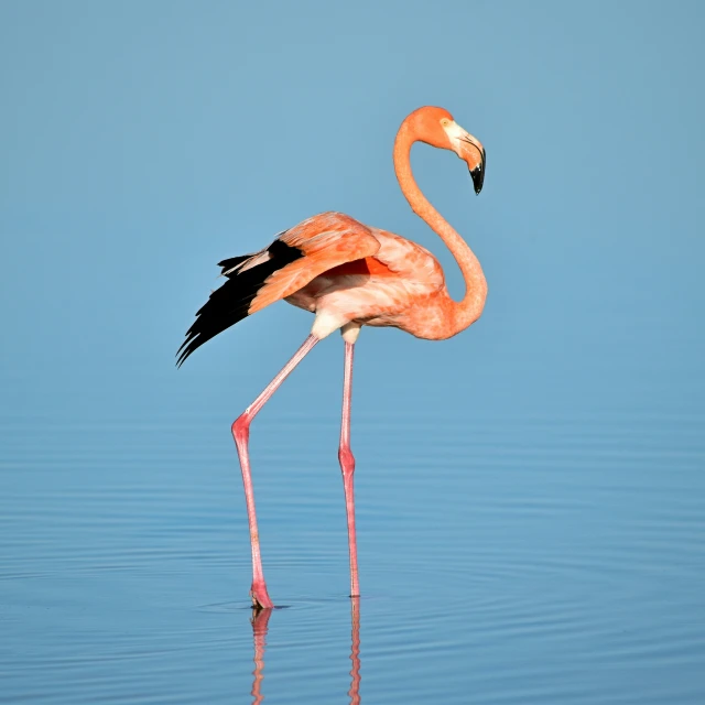 a flamingo wading on the water of a lake