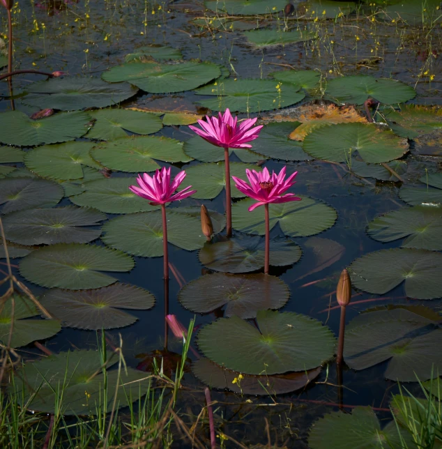 two flowers in the middle of water lilies