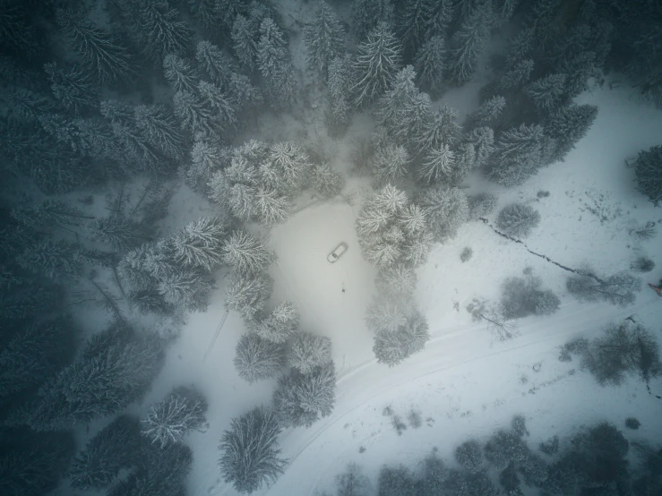 a forest is covered in snow at night