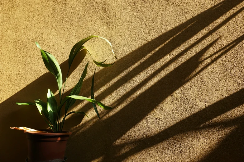 a flower on a pot with shadows behind it