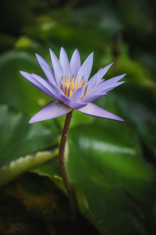 blue flower in the middle of green plants