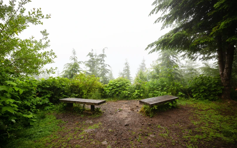 there is a bench that looks to be empty in the woods