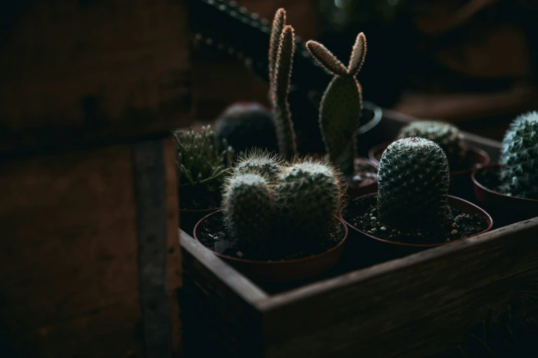 many different types of cactus in different potted plants