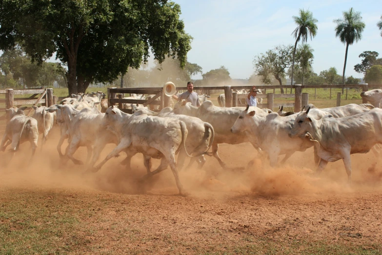 a group of people riding cows on the dusty road