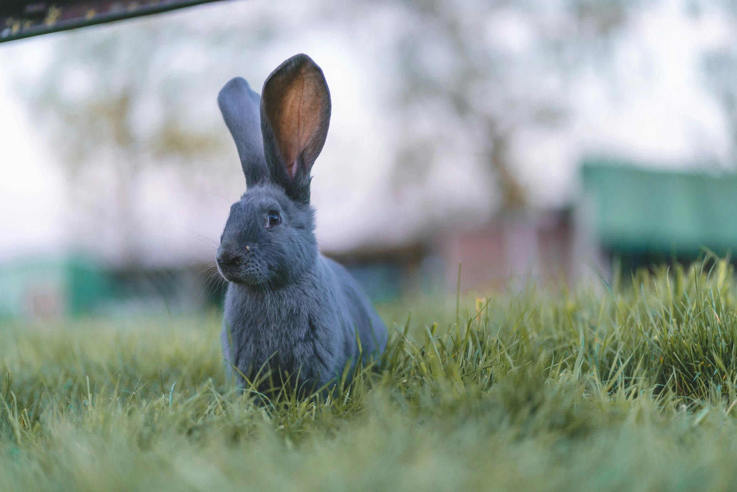 a bunny rabbit sitting in grass by a house