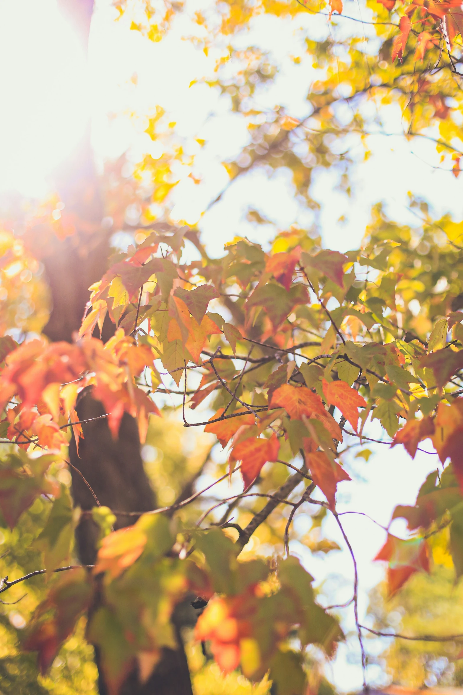 an autumn leafy tree is seen with the sun in the background