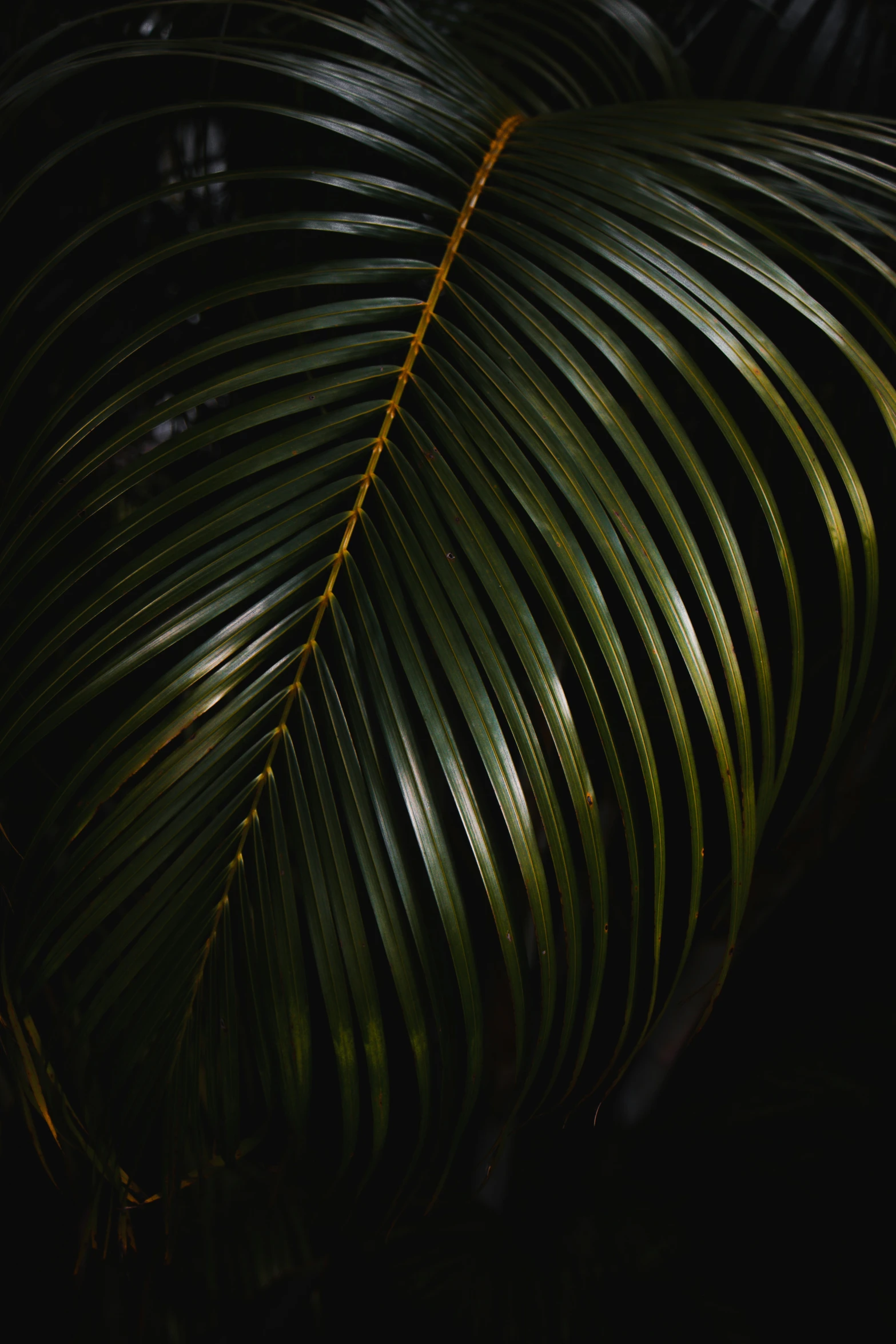 a large leaf is in the dark light