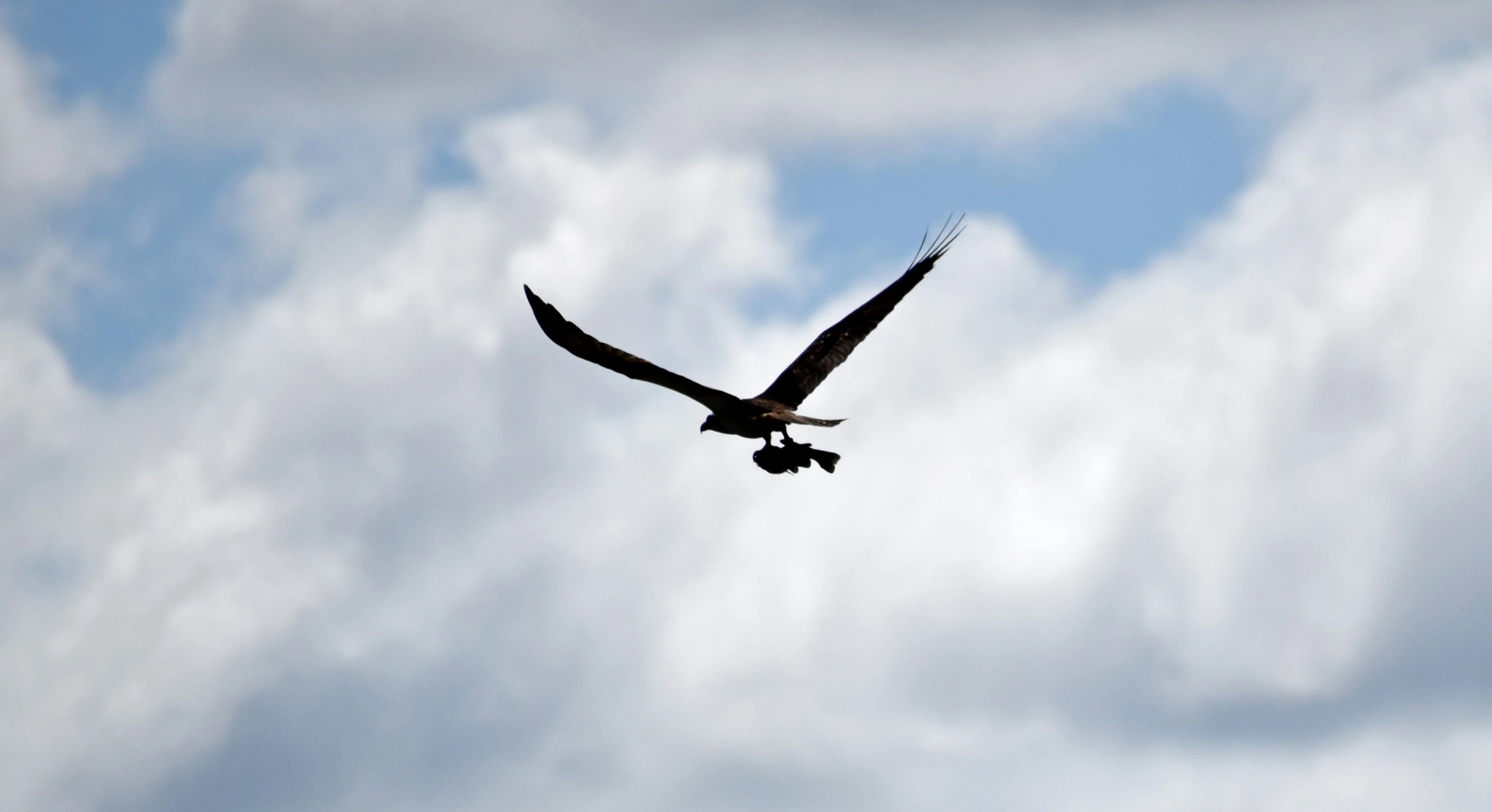 large bird in flight with wings spread