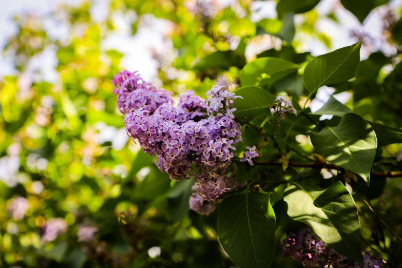 a purple lilacs is hanging from a tree