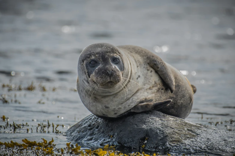 a seal is swimming in the water of a river