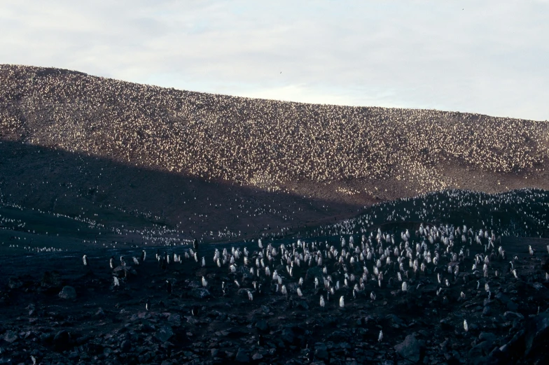 a hill covered in snow next to a forest