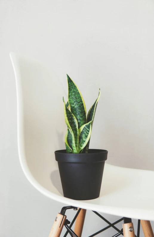 a green plant is sitting on a chair