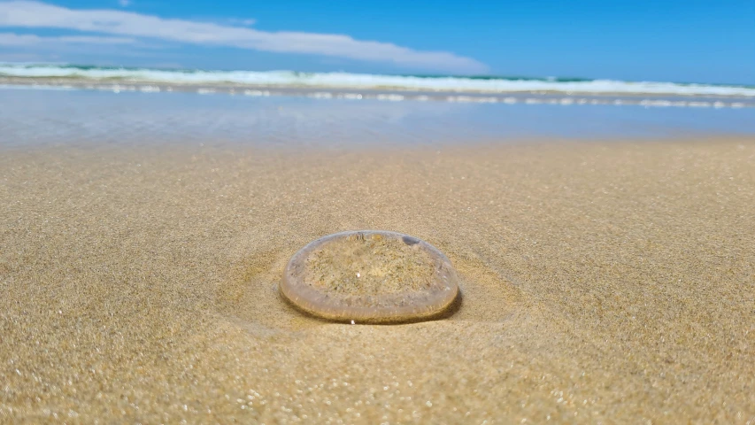 an object lying on the sand of the beach