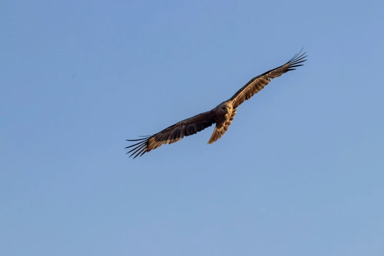 an eagle flying through the sky on a clear day