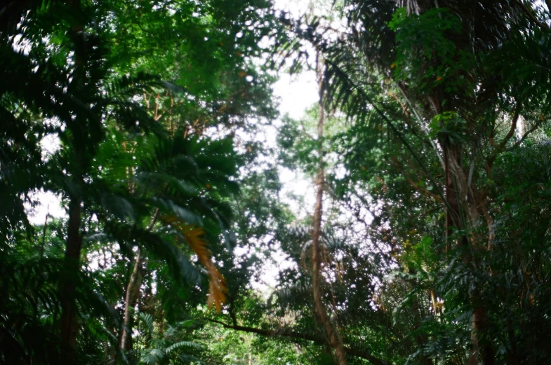 a lush green jungle filled with lots of trees and plants