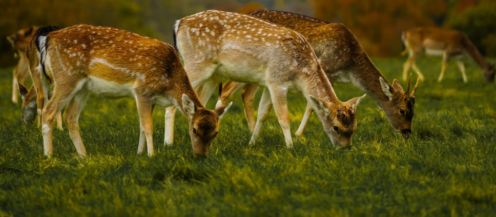 four deers grazing in a grassy field together