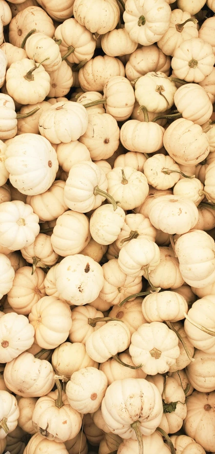 some white gourds are lying next to each other