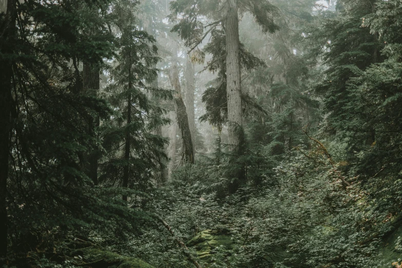 foggy path leading through forest with fallen trees