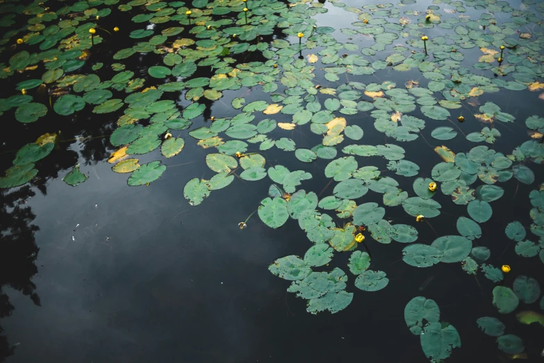 green leaves floating in a body of water