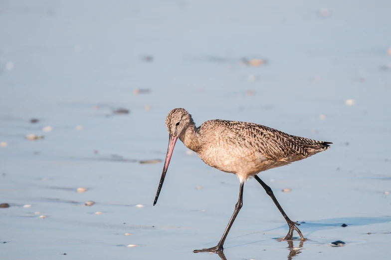the little long - billed bird is walking on the sand