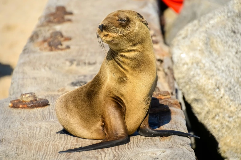 an animal with his head resting on the stone bench