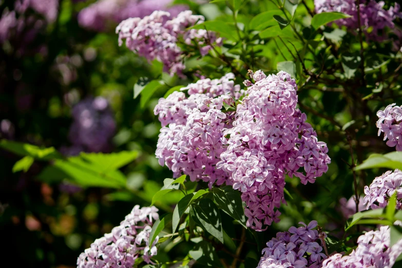 flowers blooming on trees with green leaves