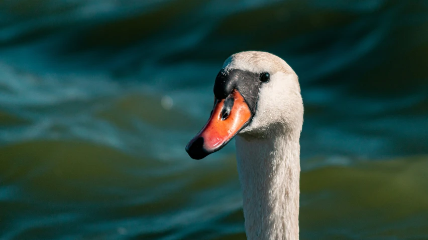 a goose that is floating on a body of water