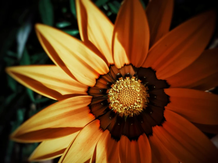 a yellow flower with a black center is shown