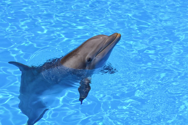 a dolphin swimming on top of a body of water