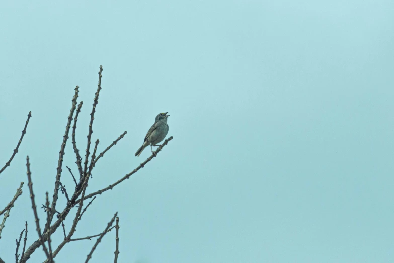 bird sitting in the nches of a barren tree