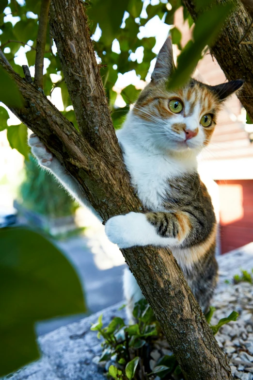 cat standing up in a tree nch on his hind legs