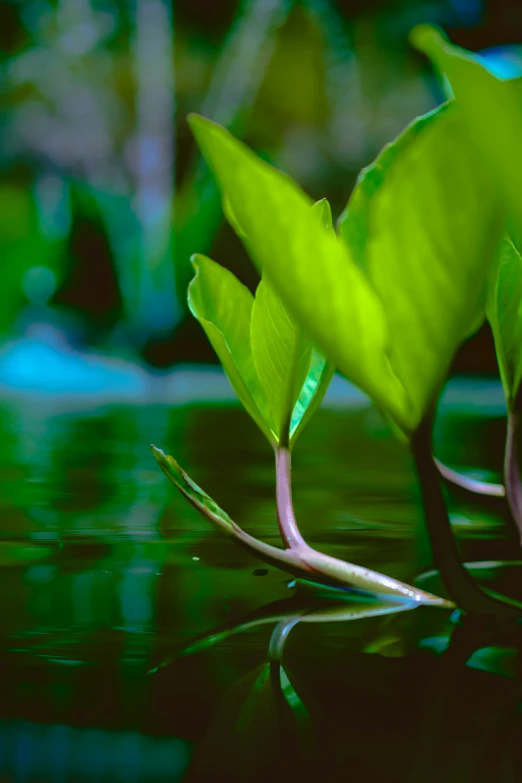 the sprout is growing out of the water