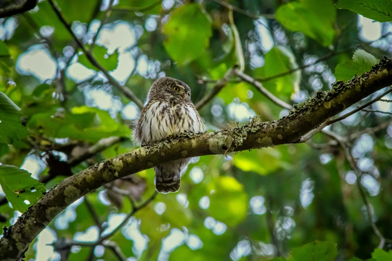 the owl sits on a tree nch in the forest