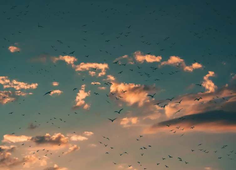 flock of birds flying over the top of the clouds