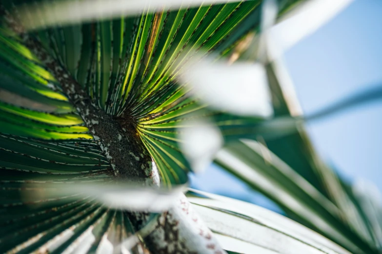 an exotic looking plant with a view through its lens