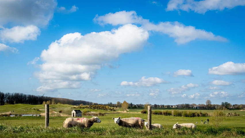 some animals that are standing in the grass