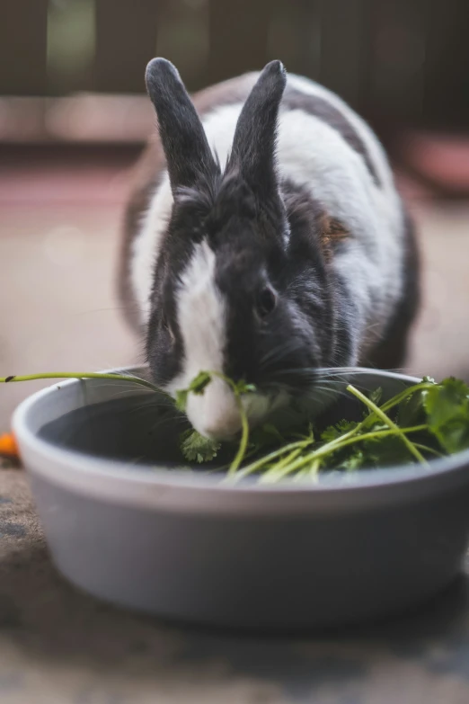 a rabbit is eating greens out of a bowl