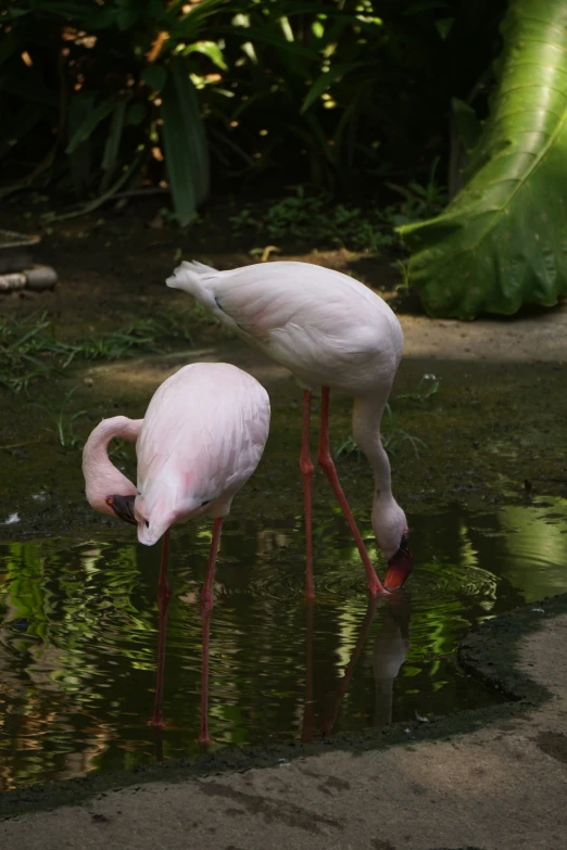 a pair of white birds are standing in the water