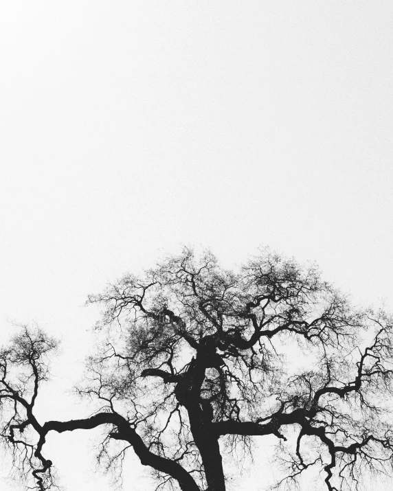 black and white po of a lone bird perched on a large tree
