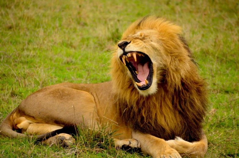 a large lion laying on top of a grass covered field